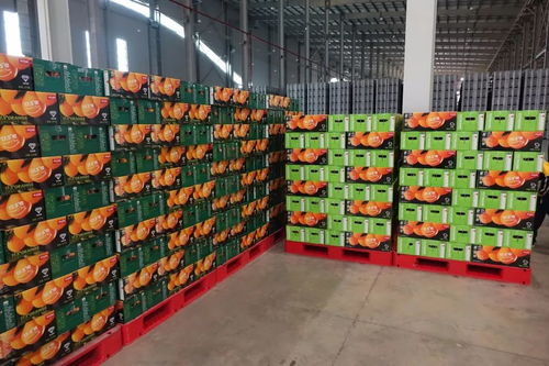 信丰陈毅希望学校 走进橙乡,爱我家乡 绿色主题研学实践活动